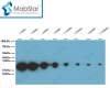 GFP tag Monoclonal Antibody