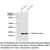 Flag Ployclonal Antibody