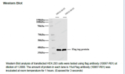 Flag Ployclonal Antibody